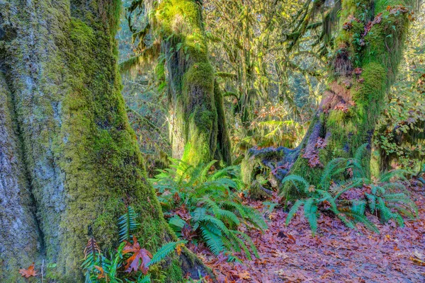 Hoh Rainforest görünümü — Stok fotoğraf