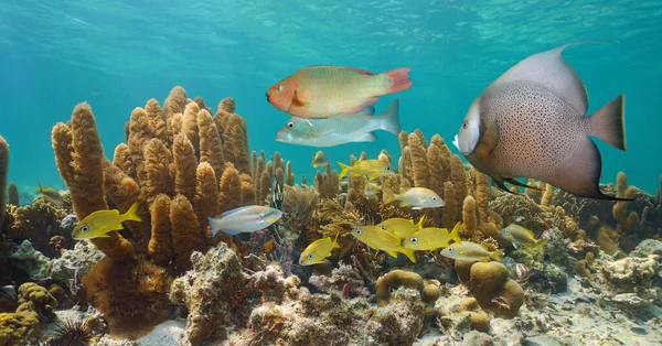 Caribbean sea underwater coral reef with colorful tropical fish, Greater Antilles, Cuba