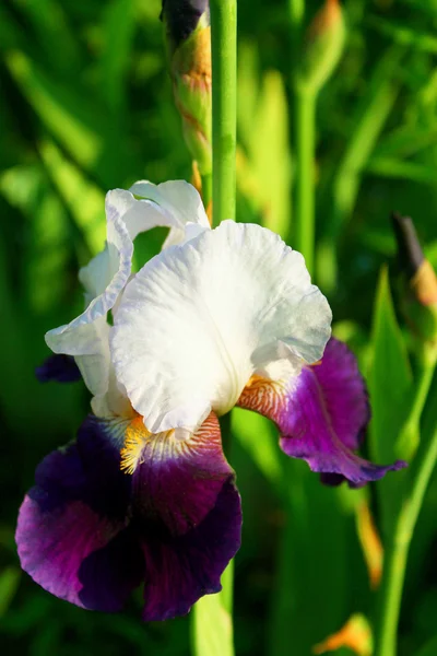 Flor del iris en el jardín. —  Fotos de Stock