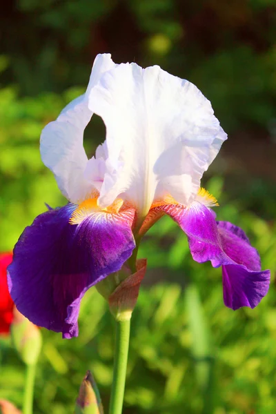 Bahçedeki iris çiçeği. — Stok fotoğraf