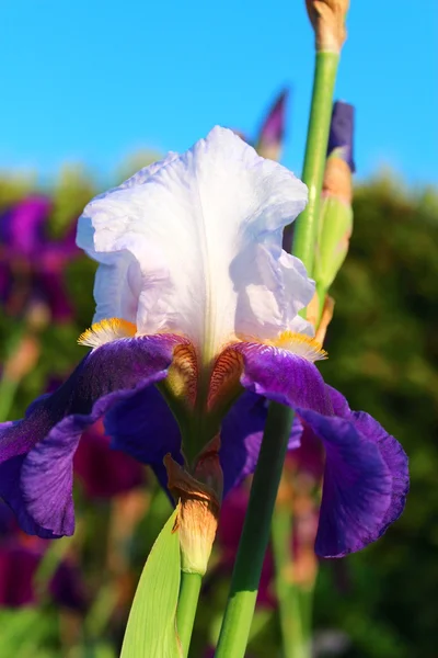 Flor del iris en el jardín. —  Fotos de Stock