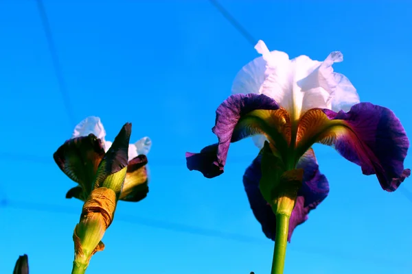 Zwei lila - weiße Irisblüten. — Stockfoto