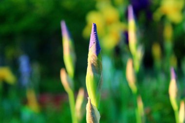 Iris mor çiçekler.