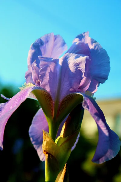 Η ίριδα μωβ λουλούδι. — Φωτογραφία Αρχείου