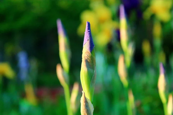 Iris mor çiçekler.