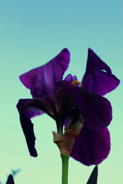 Mor iris çiçeği.