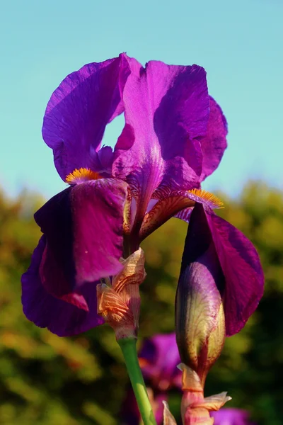 Mor iris çiçeği.