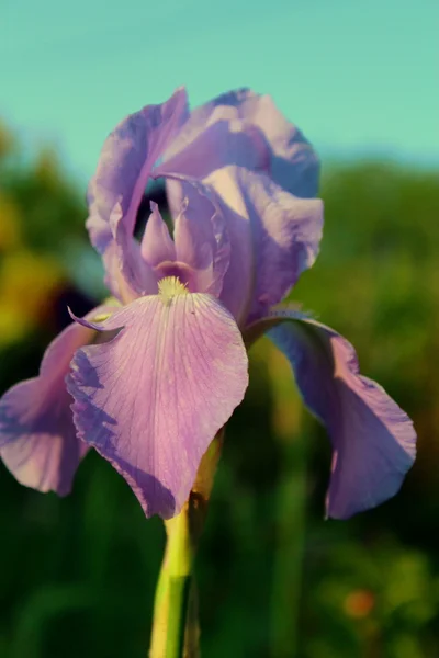 Lila Iris çiçeği. — Stok fotoğraf