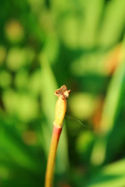 Overblown pistil of the tulip flower. — Stock Photo, Image