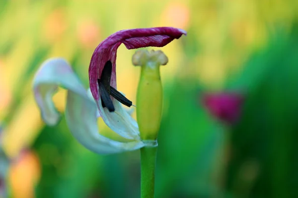 Przekwitły tulip kwiat. — Zdjęcie stockowe