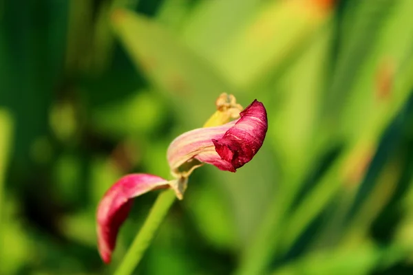 Flor de tulipán exagerada . —  Fotos de Stock