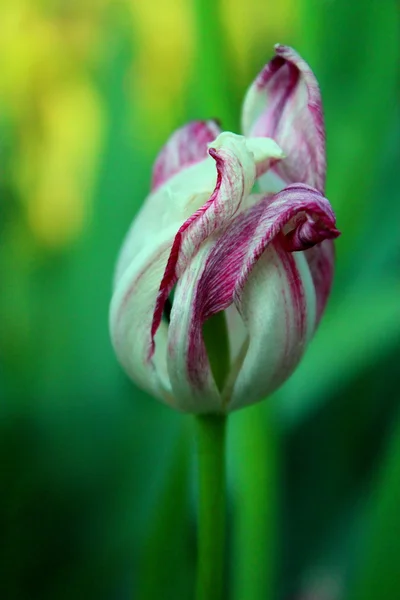 Şişirilmiş Lale çiçek.