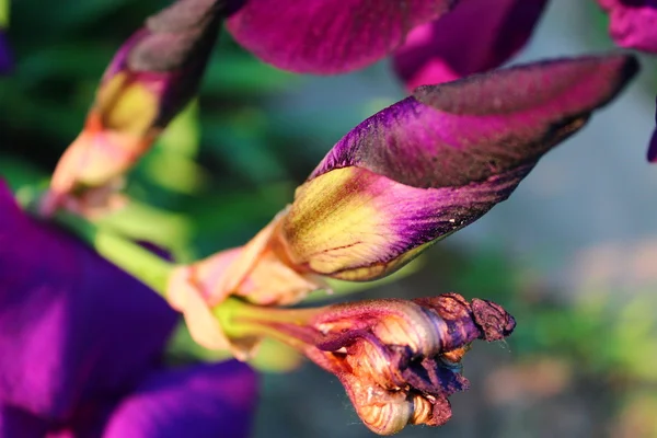 Flor de iris púrpura . —  Fotos de Stock