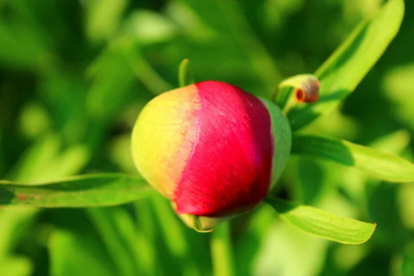 Şakayık çiçeği tomurcuğu.