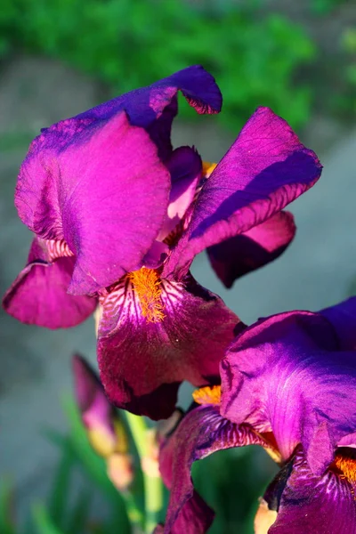 Flor de iris púrpura . —  Fotos de Stock