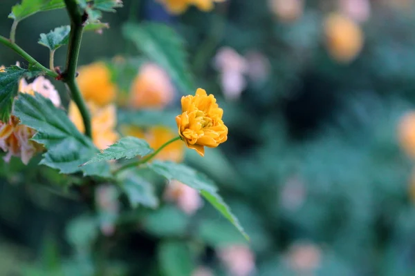 Virág Kermia, úgynevezett zlotlin. — Stock Fotó