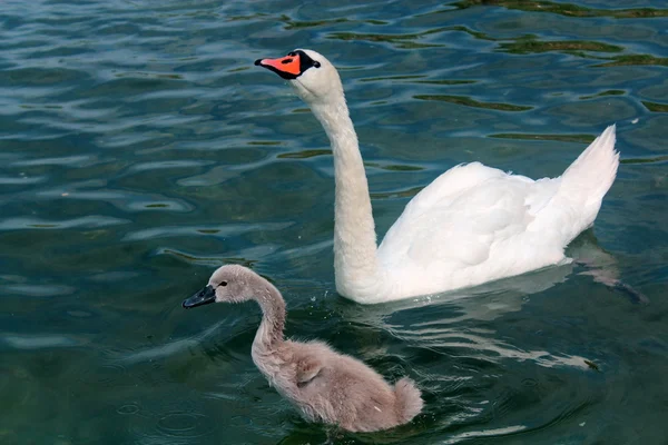 Adult and young swan in Lake Powidz in Poland. — Stock Photo, Image