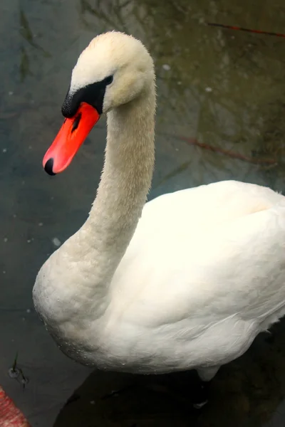 Kuş Kuğu Gölü kıyısında.