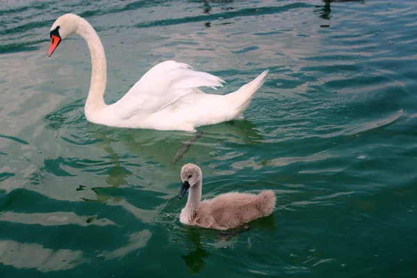 Erwachsene und junge Schwäne im See Powidz in Polen. — Stockfoto