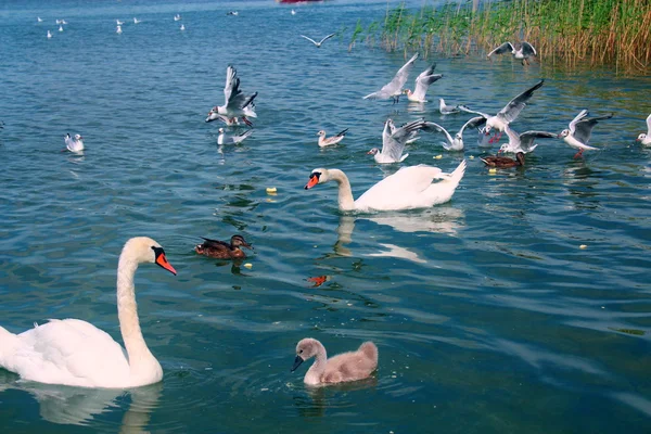 Molti uccelli nelle acque del lago Powidz in Polonia . Foto Stock Royalty Free