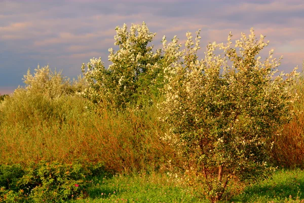 Gün batımından önce vahşi bitki örtüsü.