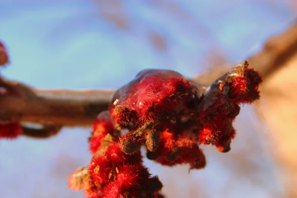 Ice kaplı kır çiçeği. — Stok fotoğraf