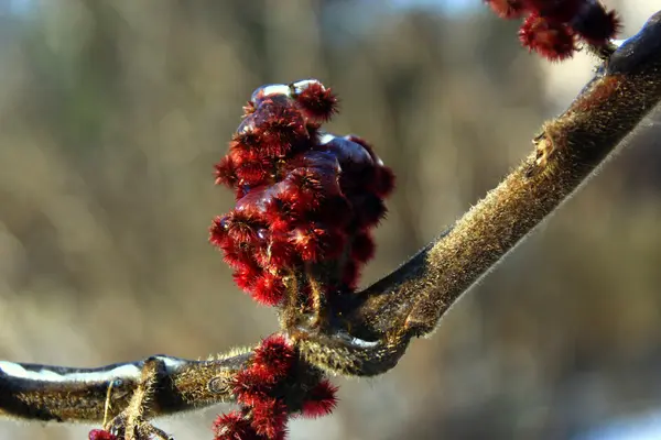 Wildflower covered by ice. — Stock Photo, Image