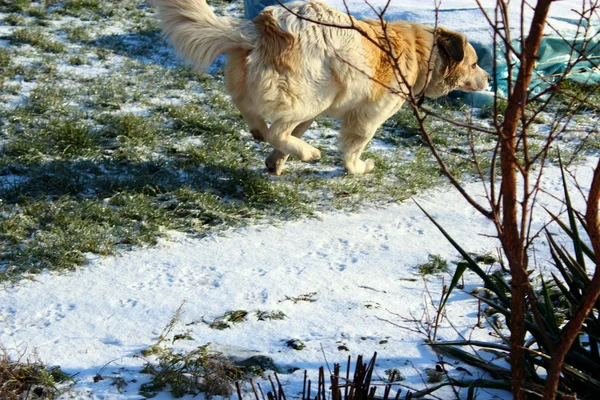 Kutya a téli forgalomban. — Stock Fotó