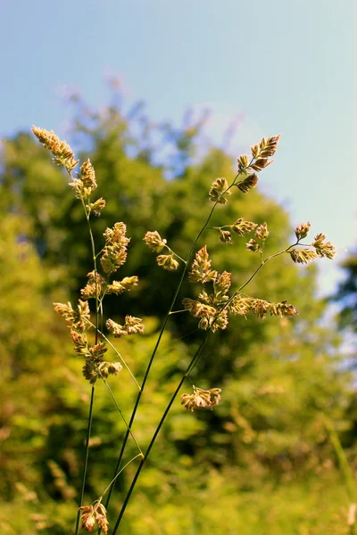 Wild grass in the light of the midday sun. — Stock Photo, Image