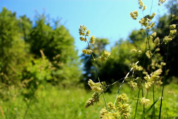 Wild grass in the light of the midday sun. — Stock Photo, Image
