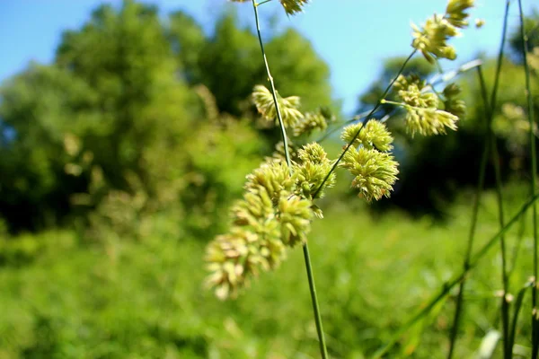 Gün ortasında güneş ışığında yabani ot.