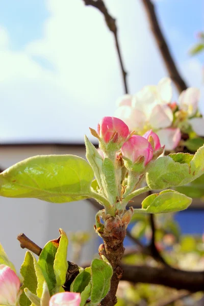 Elma çiçekleriyle dolu bir dal.