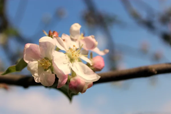 Elma çiçekleriyle dolu bir dal.