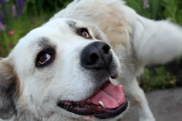 Benimle oynar mısın?