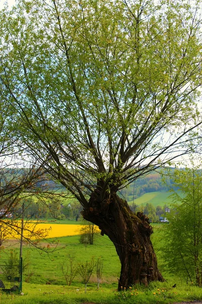 Lehçe bahar manzara.