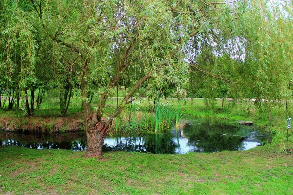 Yaz günü bir su birikintisi.