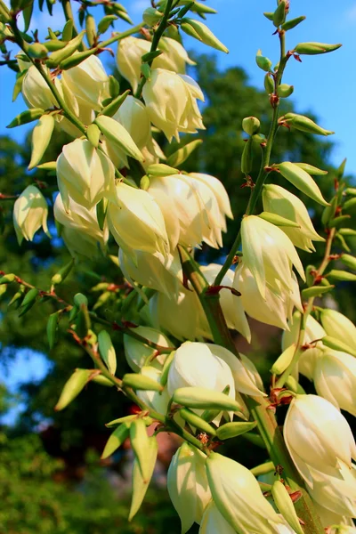 Juka bahçede yaz aylarında çiçek açan.