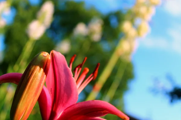 Yaz bahçesinde Lily çiçek.