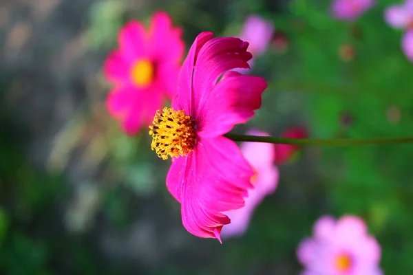 Cosmos Flor rosa . — Fotografia de Stock