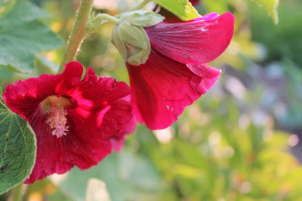 Flor magenta Hollyhock . —  Fotos de Stock