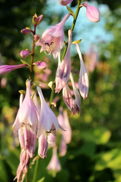 Hosta Lila çiçek.