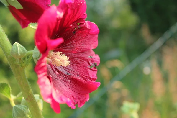 Gülhatmi pembe çiçek.