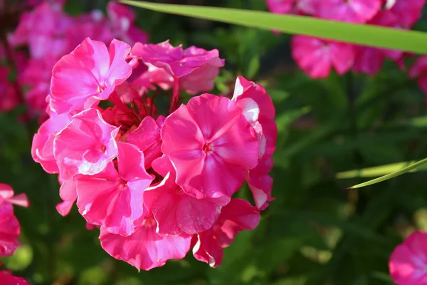 Phlox ροζ λουλούδια. — Φωτογραφία Αρχείου