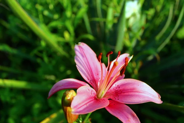 Цветок Лили в летнем саду . Стоковая Картинка