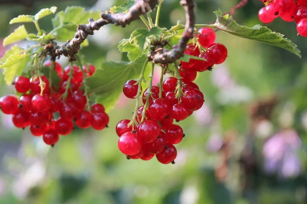 Olgun kırmızı-akımlar.