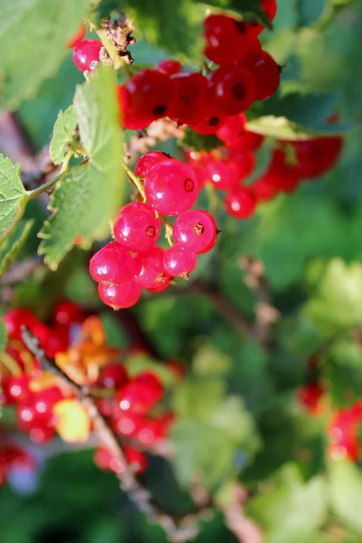 Olgun kırmızı-akımlar.