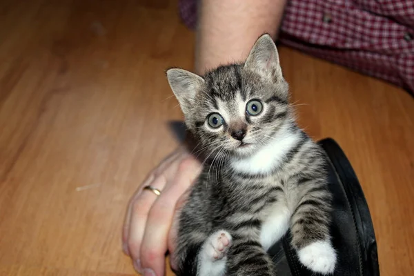 小さな子猫. — ストック写真