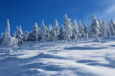 Dünya kar altında.
