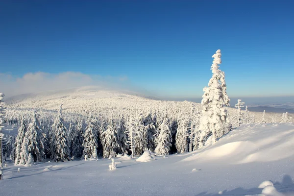 Wereld onder de sneeuw. — Stockfoto