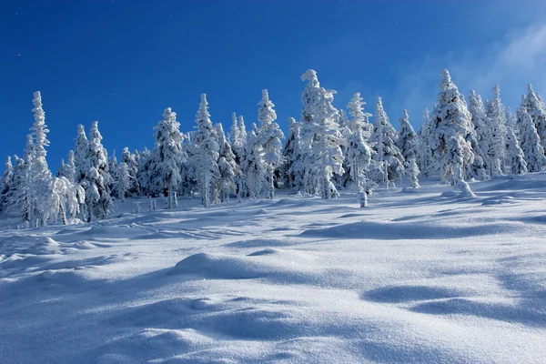 Dünya kar altında.